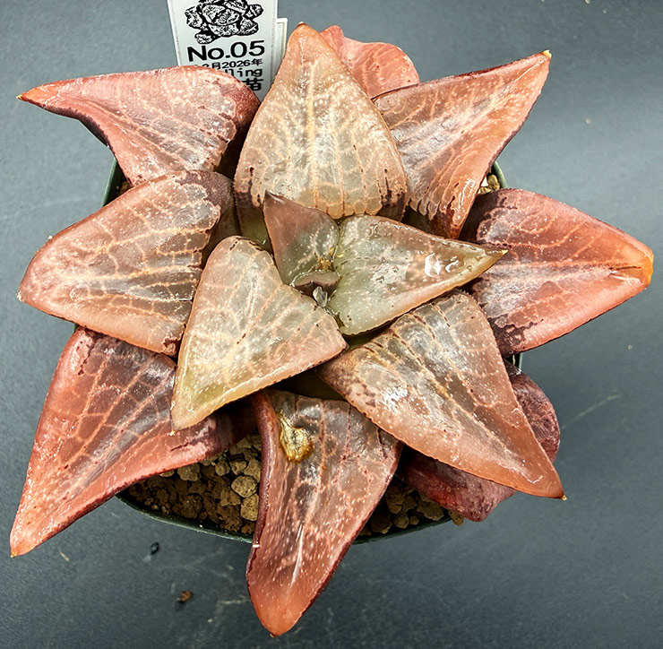 July-02 No. 05 H. hyb seedling (07/25/26)