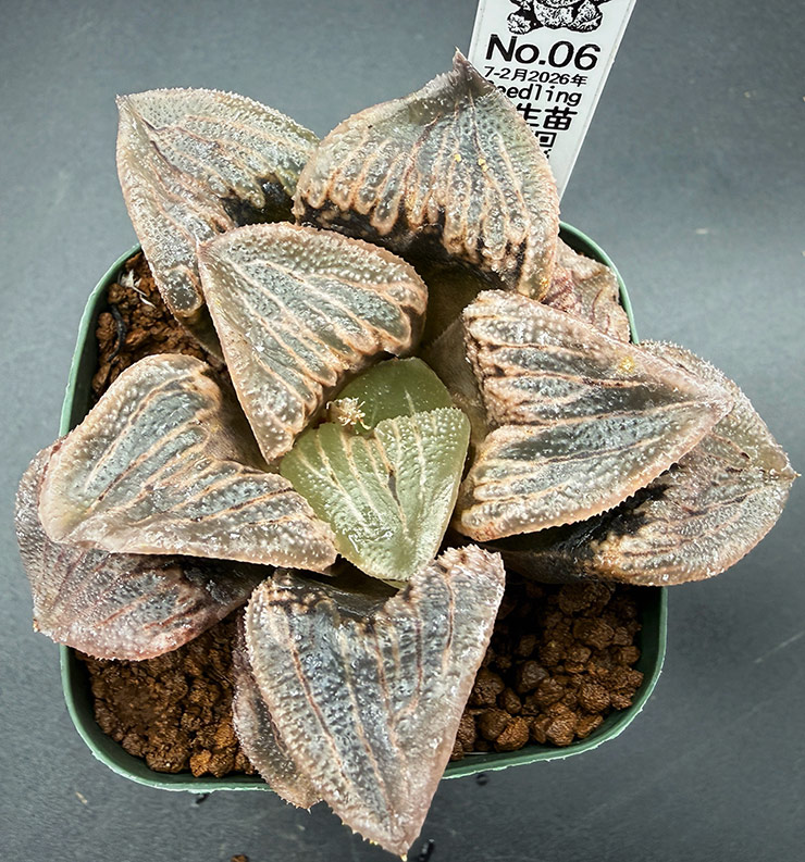 July-02 No. 06 H. hyb seedling (07/25/26)
