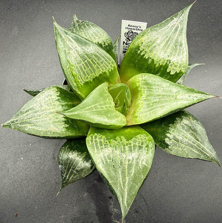 July-02 No. 07 H. hyb seedling (07/25/26)
