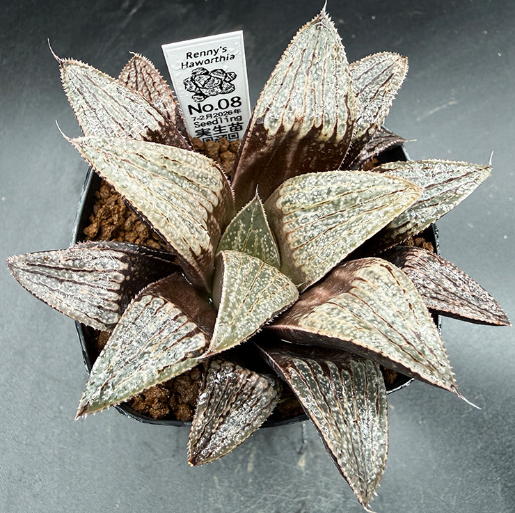 July-02 No. 08 H. hyb seedling (07/25/26)