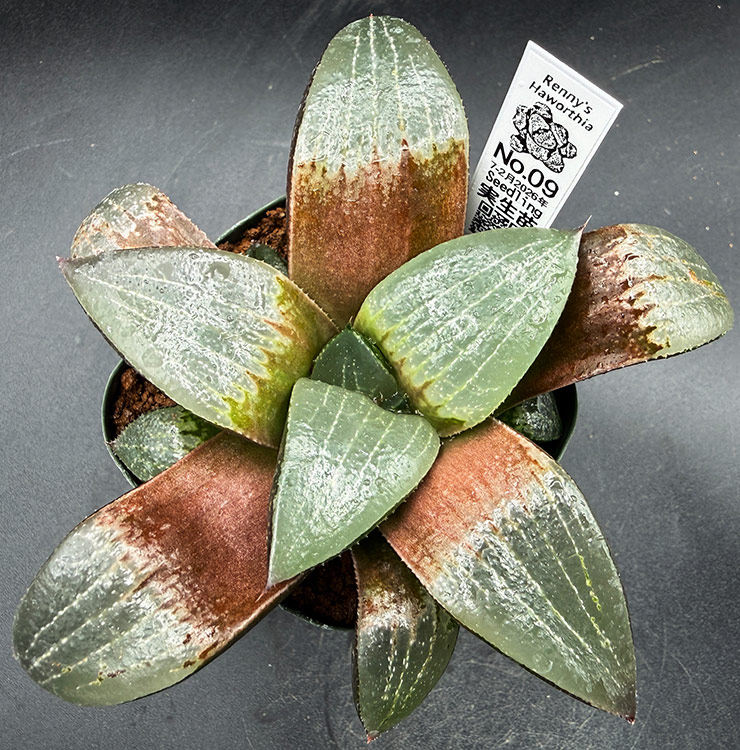 July-02 No. 09 H. hyb seedling (07/25/26)