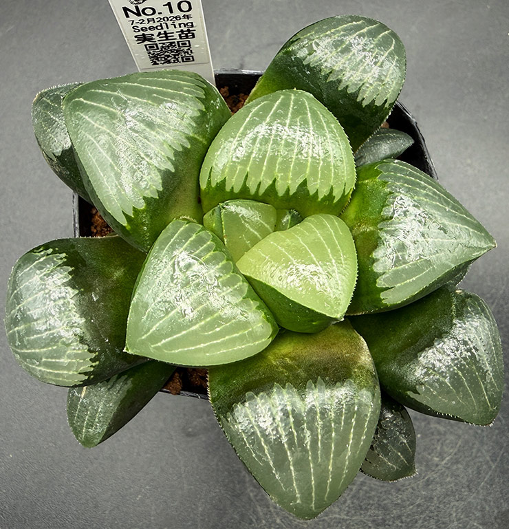 July-02 No. 10 H. hyb seedling (07/25/26)