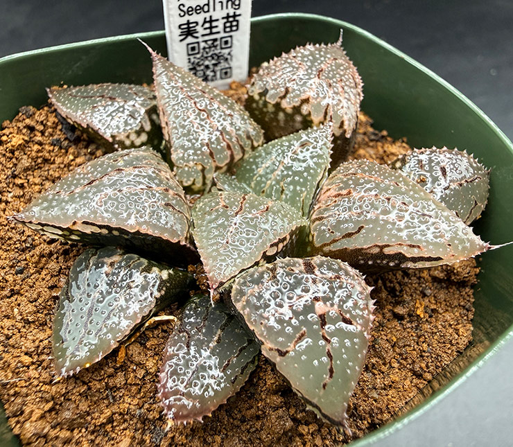 July-02 No. 11 H. hyb seedling (07/25/26)