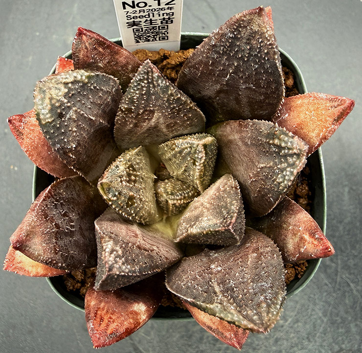 July-02 No. 12 H. hyb seedling (07/25/26)