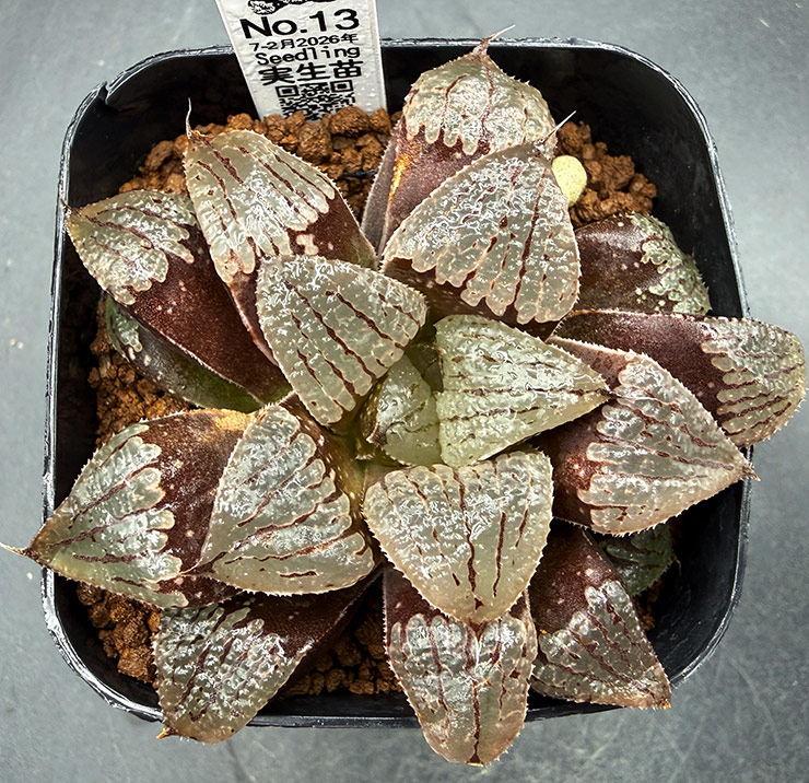 July-02 No. 13 H. hyb seedling (07/25/26)