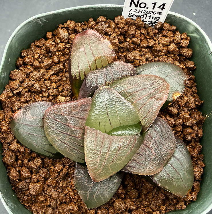 July-02 No. 14 H. hyb seedling (07/25/26)
