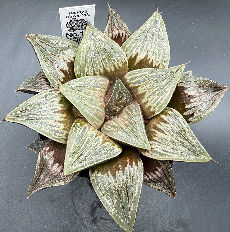 July-02 No. 15 H. hyb seedling (07/25/26)