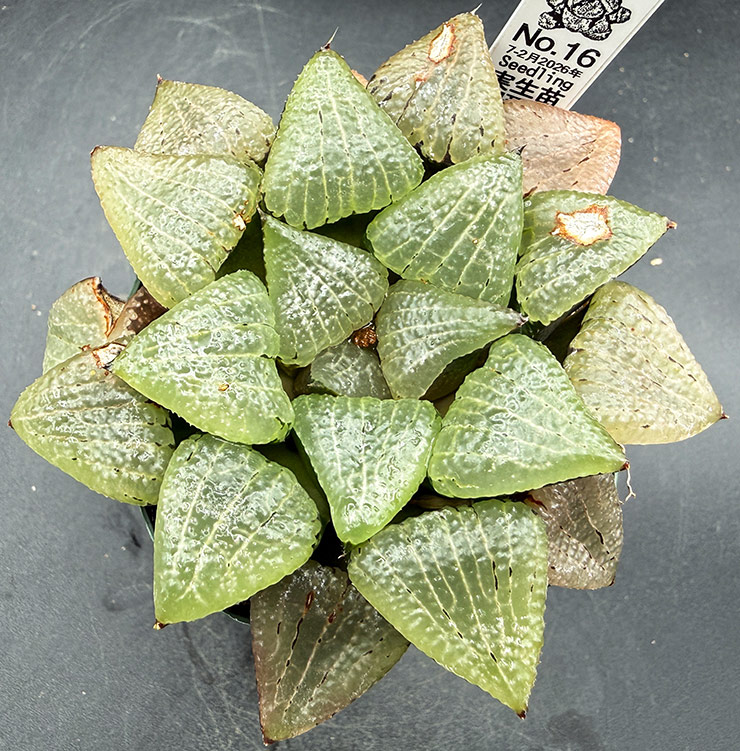 July-02 No. 16 H. hyb seedling (07/25/26)