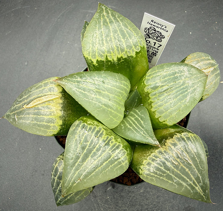 July-02 No. 17 H. hyb seedling (07/25/26)