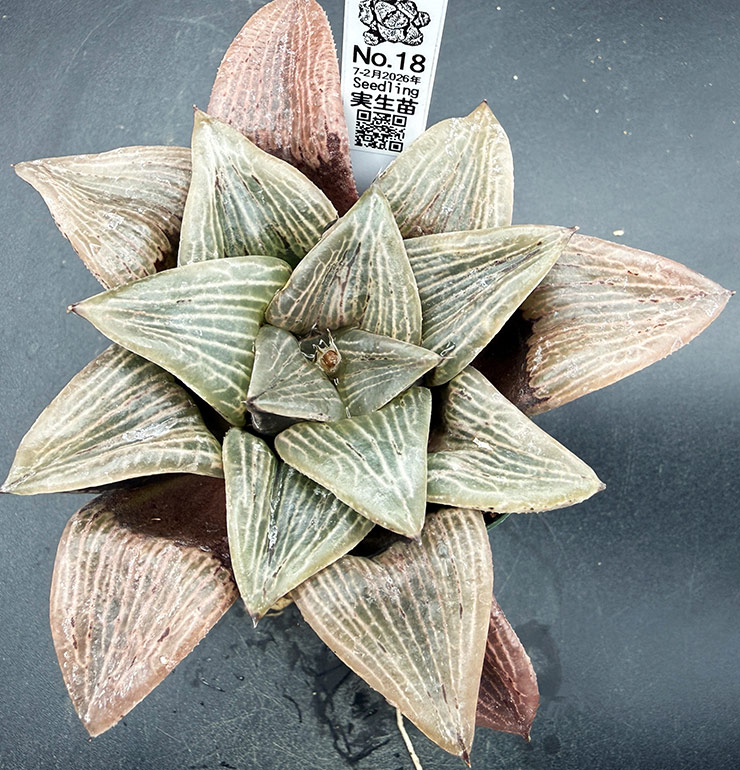 July-02 No. 18 H. hyb seedling (07/25/26)