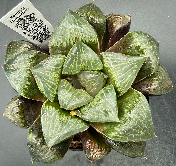 July-02 No. 23 H. hyb seedling (07/25/26) July-02 No. 23 H. hyb seedling (07/25/26)