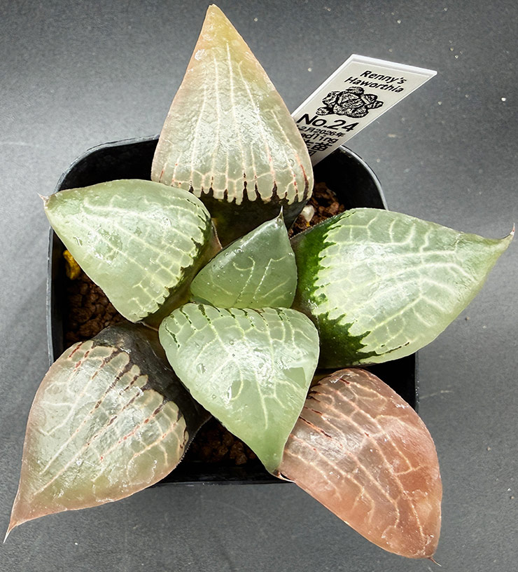 July-02 No. 24 H. hyb seedling (07/25/26) July-02 No. 24 H. hyb seedling (07/25/26)