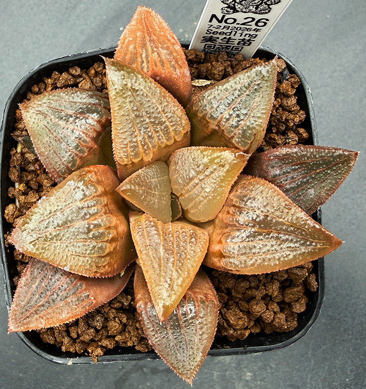 July-02 No. 26 H. hyb seedling (07/25/26) July-02 No. 26 H. hyb seedling (07/25/26)