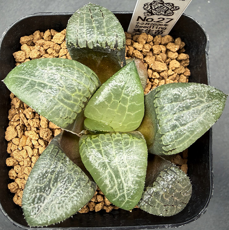 July-02 No. 27 H. hyb seedling (07/25/26) July-02 No. 27 H. hyb seedling (07/25/26)