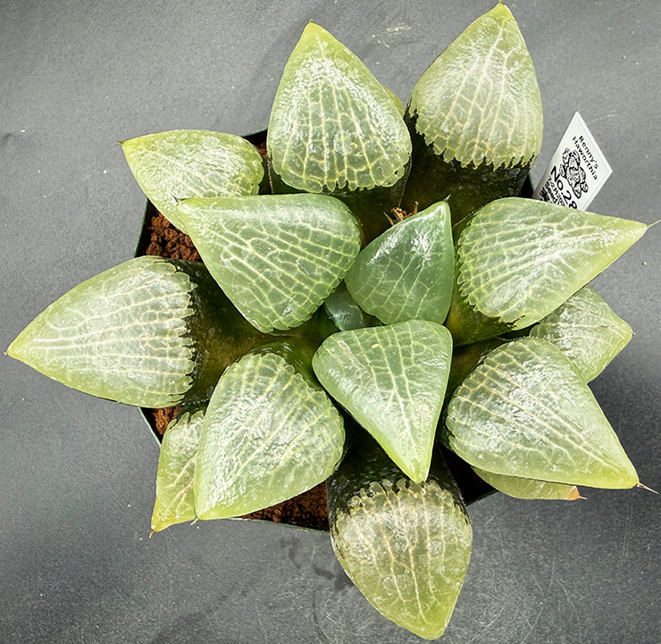 July-02 No. 28 H. hyb seedling (07/25/26) July-02 No. 28 H. hyb seedling (07/25/26)