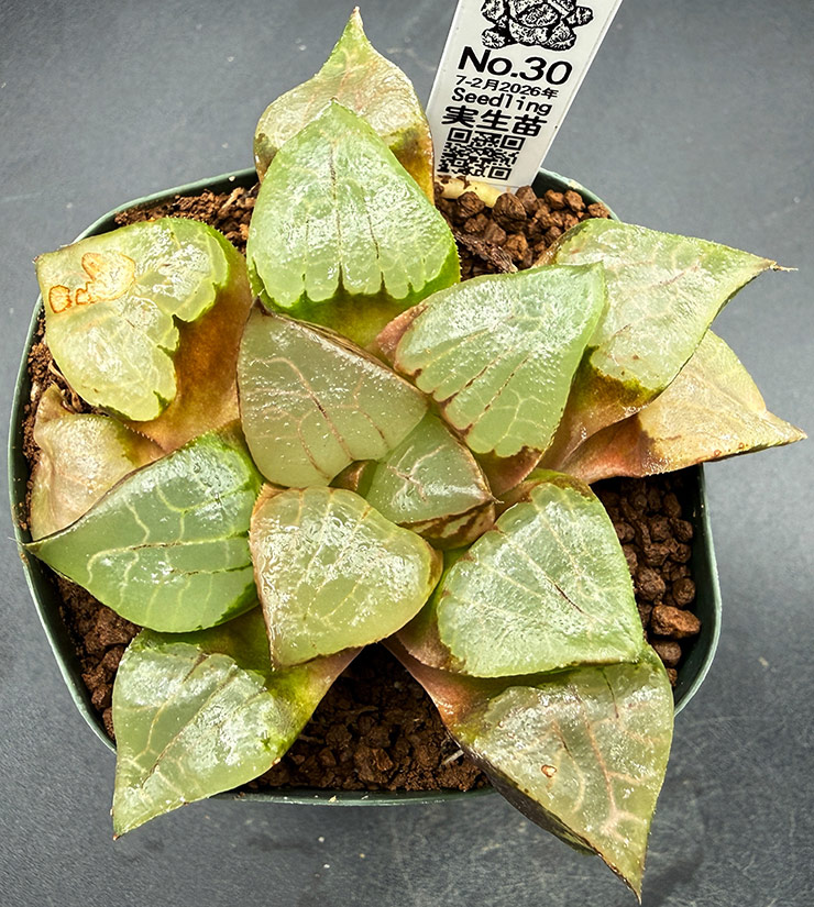 July-02 No. 30 H. hyb seedling (07/25/26) July-02 No. 30 H. hyb seedling (07/25/26)