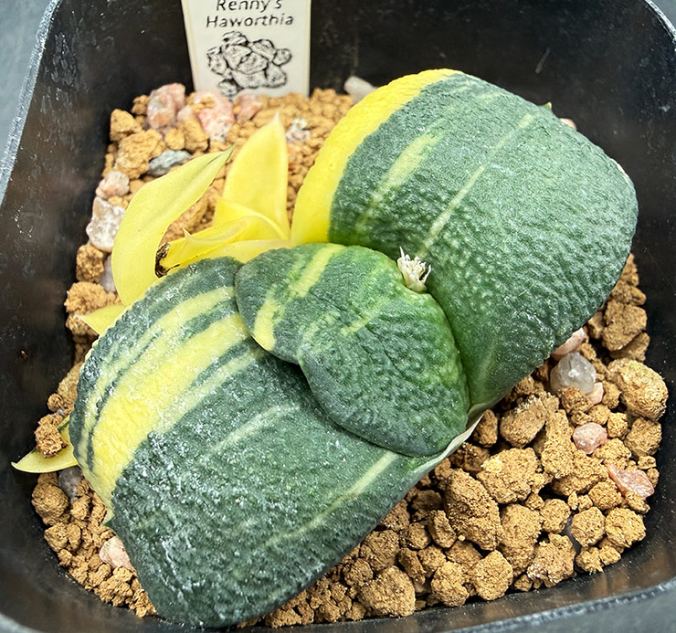 August No. 11 G. armstrongii seedling (08/15/26) August No. 11 G. armstrongii seedling (08/15/26)
