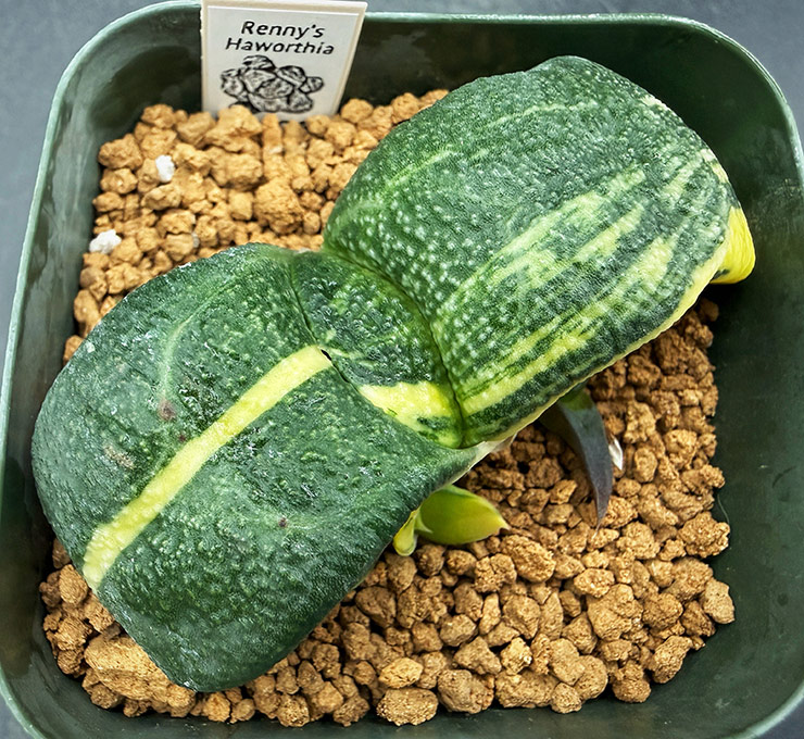 August No. 12 G. armstrongii seedling (08/15/26) August No. 12 G. armstrongii seedling (08/15/26)