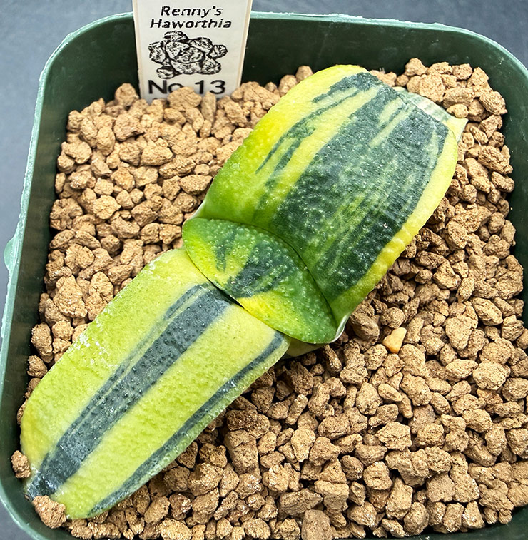 August No. 13 G. armstrongii seedling (08/15/26) August No. 13 G. armstrongii seedling (08/15/26)
