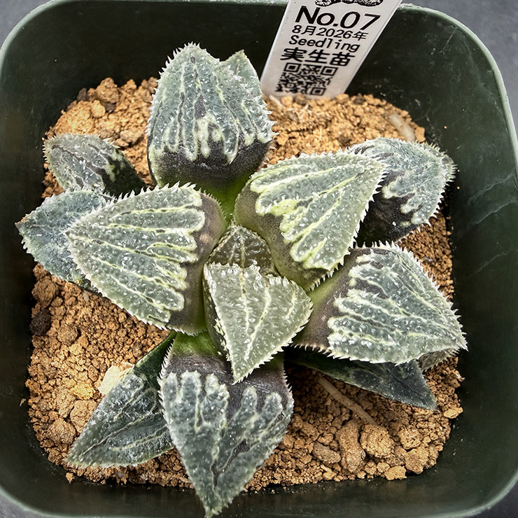 August No. 07 H. hyb seedling (08/15/26) August No. 07 H. hyb seedling (08/15/26)