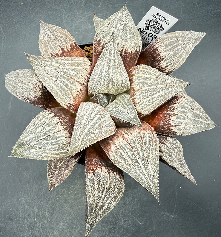 August No. 08 H. 'Giant Panda' hyb seedling (08/15/26) August No. 08 H. 'Giant Panda' hyb seedling (08/15/26)