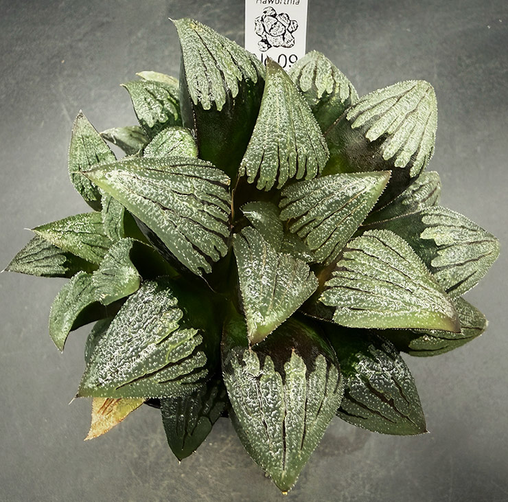 August No. 09 H. 'Jackal' hyb seedling (08/15/26) August No. 09 H. 'Jackal' hyb seedling (08/15/26)