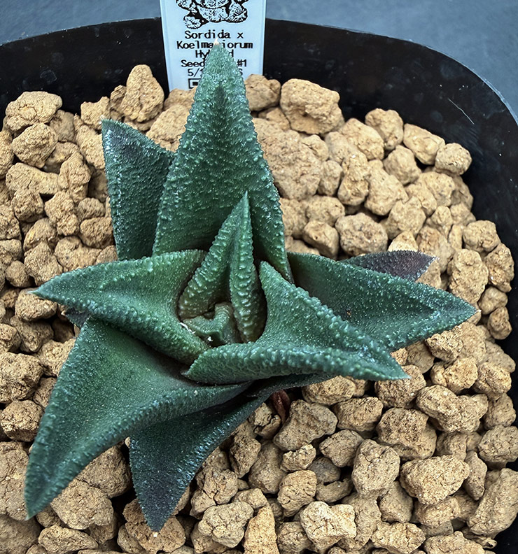 August No. 14 H. sordida x koelmaniorum seedling (08/15/26) August No. 14 H. sordida x koelmaniorum seedling (08/15/26)