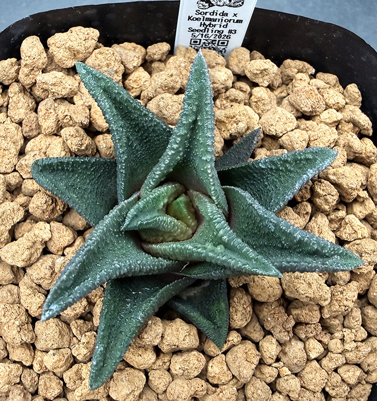 August No. 15 H. sordida x koelmaniorum seedling (08/15/26) August No. 15 H. sordida x koelmaniorum seedling (08/15/26)