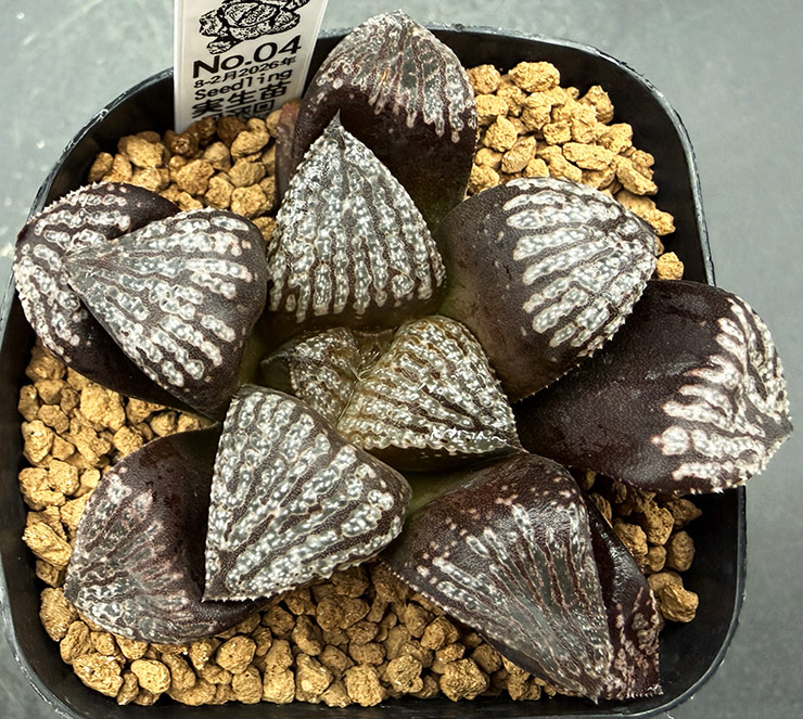 August-02 No. 04 H. 'Magic' hyb seedling (08/29/26) August-02 No. 04 H. 'Magic' hyb seedling (08/29/26)