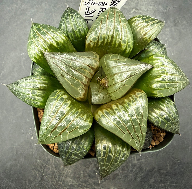 August-02 No. 05 H. hyb Super Choice seedling (08/29/26) August-02 No. 05 H. hyb Super Choice seedling (08/29/26)