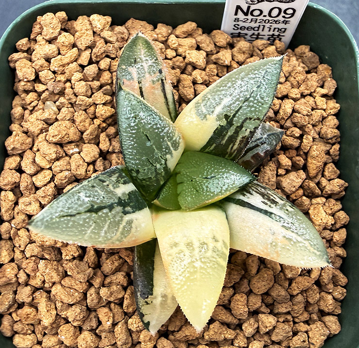 August-02 No. 09 H. hyb seedling (08/29/26) August-02 No. 09 H. hyb seedling (08/29/26)