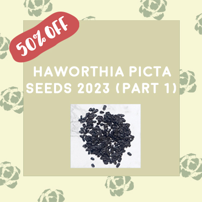 H. picta Seeds 2023 (Part 1)