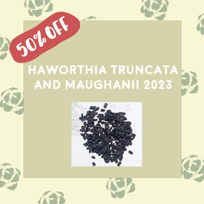 Truncata and Maughanii 2023