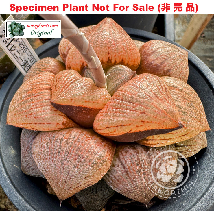 Pict-16 H. picta hyb 'Lovely', 20 seeds, 2023 Pict-16 H. picta hyb 'Lovely', 20 seeds, 2023