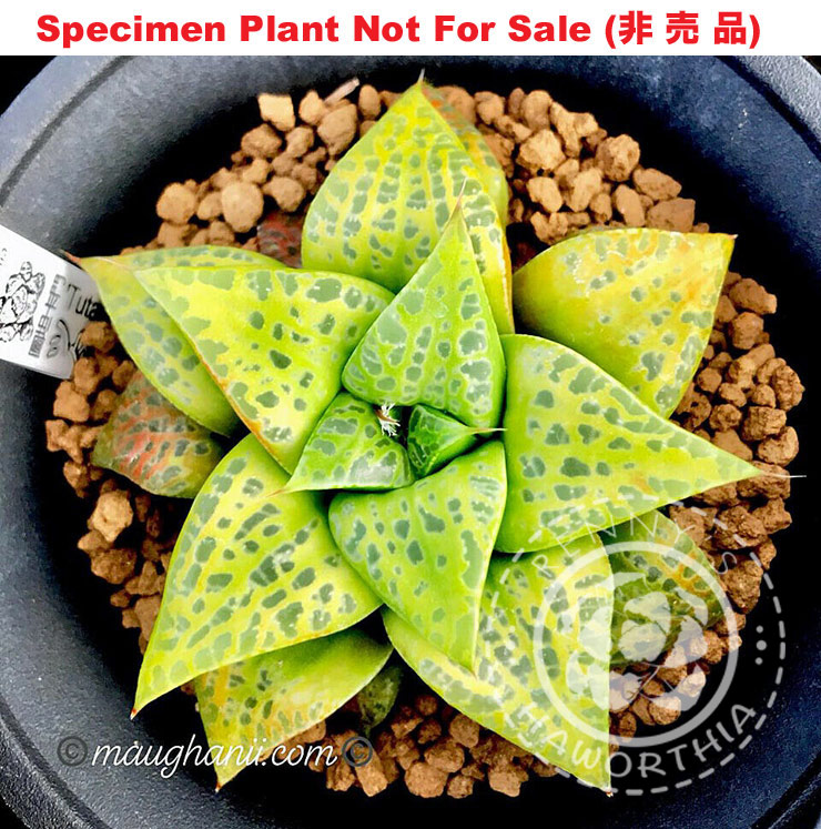 Hyb-231 H. hyb 'Tutankhamun', 20 seeds, 2023