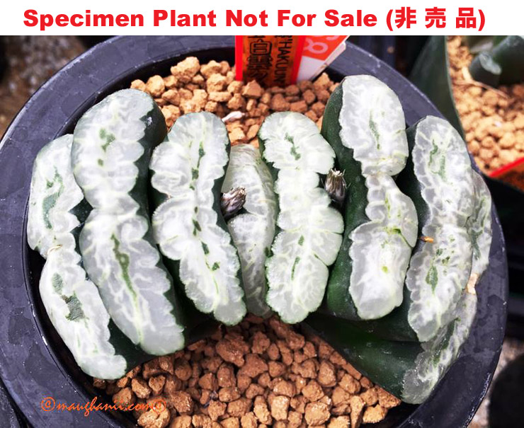 TM No.29 truncata 'Hakuun Type', 10 seeds, 2023 TM No.29 truncata 'Hakuun Type', 10 seeds, 2023
