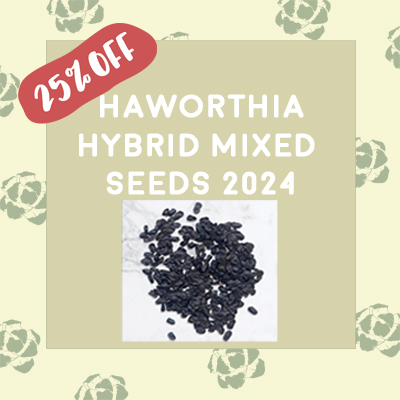 H. hybrid Mixed Seeds 2024 H. hybrid Mixed Seeds 2024