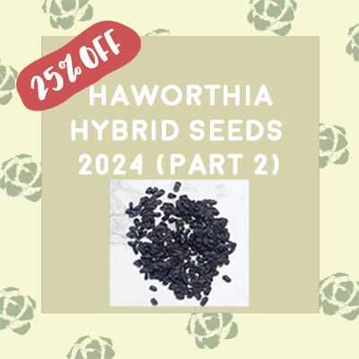 H. hybrid Seeds 2024 (Part 2) H. hybrid Seeds 2024 (Part 2)