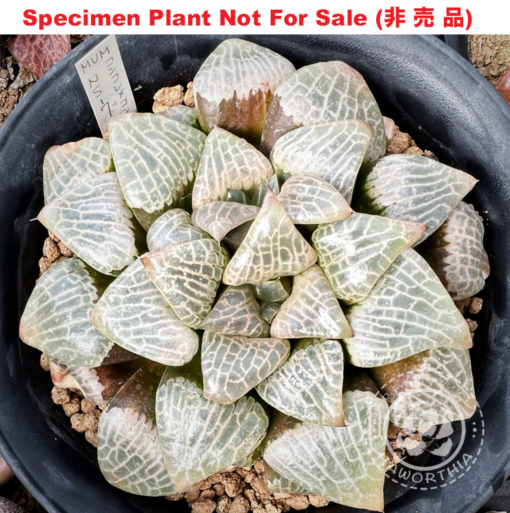 Hyb-259 H. correcta 'NS-7' MUM, 20 seeds, 2024 Hyb-259 H. correcta 'NS-7' MUM, 20 seeds, 2024