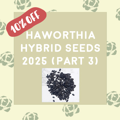 H. hybrid Seeds 2025 (Part 3)