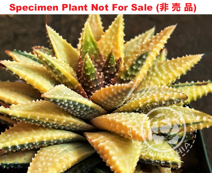 SE-690 H. hyb 'Fuyunoseiza x Koelmani', 10 seeds, 2025