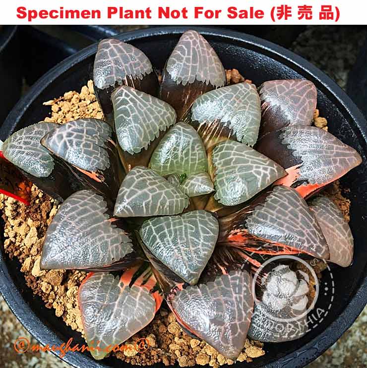 SE-619 H. correcta 'Da Vinci' variegate, 10 seeds, 2025