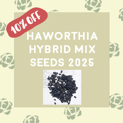 H. hybrid Mixed Seeds 2025