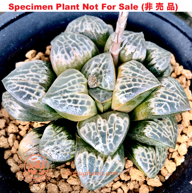 Hyb-443 H. hyb 'Phantom of Opera', 10 seeds, 2025 Hyb-443 H. hyb 'Phantom of Opera', 10 seeds, 2025