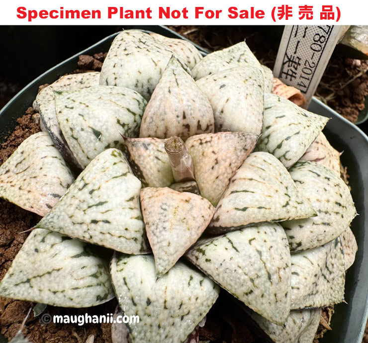 Pict-28 H. picta 'RS780-2014', 10 seeds, 2025