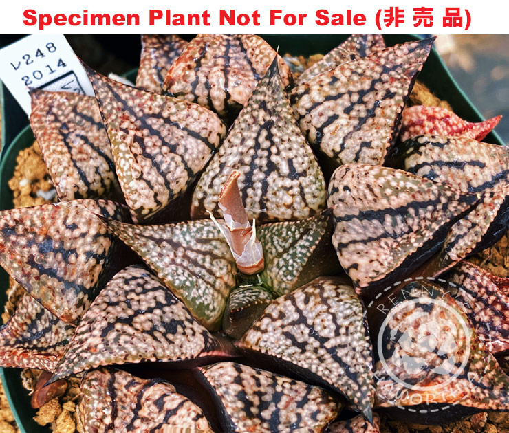 Pict-22 H. picta 'Tiger', 10 seeds, 2025