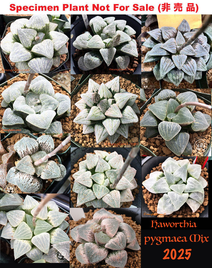 Hyb-1008 H. pygmaea mix selection, 100 seeds, 2025