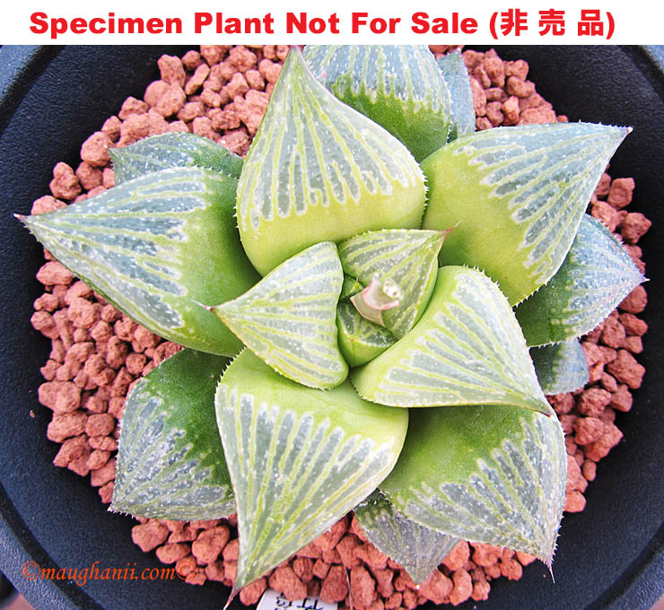 Hyb-434 H. hyb 'Aodake', 10 seeds, 2025 Hyb-434 H. hyb 'Aodake', 10 seeds, 2025