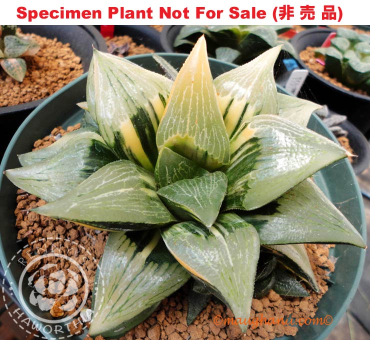 SE-683 H. hyb 'Ashinoko' variegate, 10 seeds, 2025