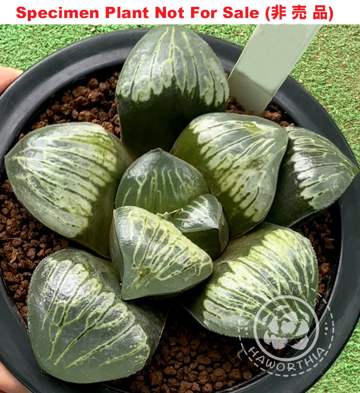 Hyb-923 H. badia 'Ultra C', 10 seeds, 2025